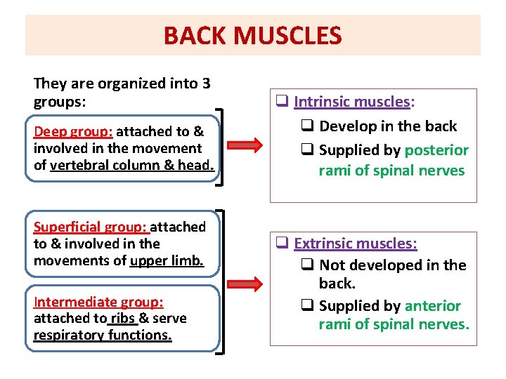 BACK MUSCLES They are organized into 3 groups: Deep group: attached to & involved