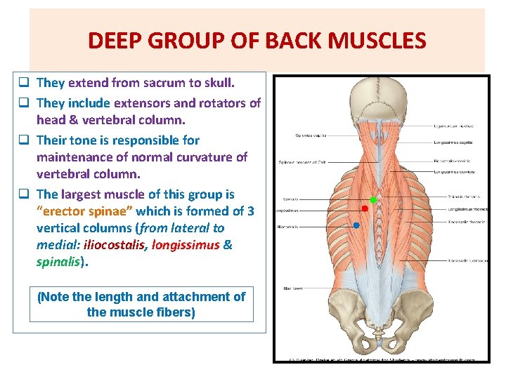 DEEP GROUP OF BACK MUSCLES q They extend from sacrum to skull. q They