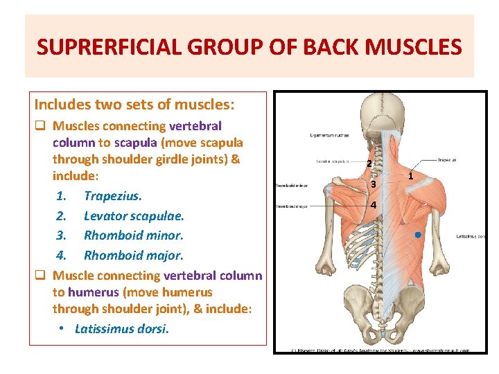SUPRERFICIAL GROUP OF BACK MUSCLES Includes two sets of muscles: q Muscles connecting vertebral