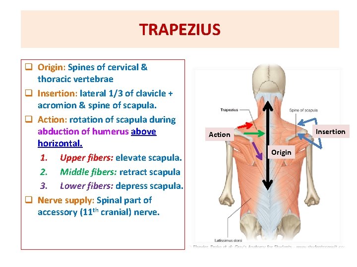 TRAPEZIUS q Origin: Spines of cervical & thoracic vertebrae q Insertion: lateral 1/3 of