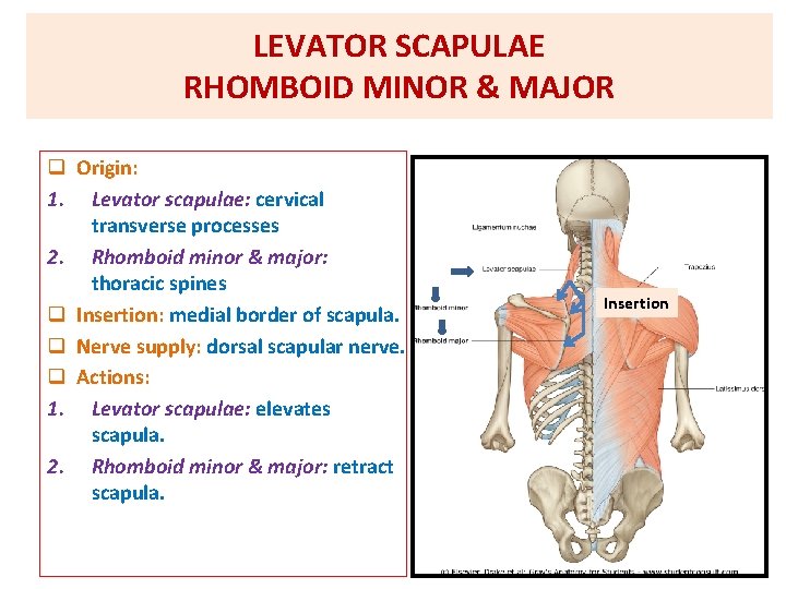 LEVATOR SCAPULAE RHOMBOID MINOR & MAJOR q Origin: 1. Levator scapulae: cervical transverse processes