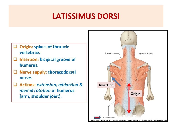 LATISSIMUS DORSI q Origin: spines of thoracic vertebrae. q Insertion: bicipital groove of humerus.