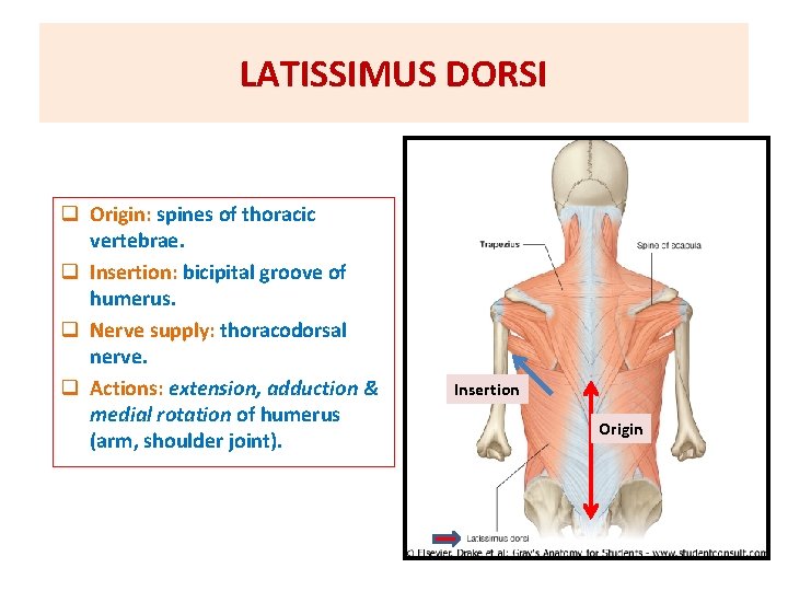 LATISSIMUS DORSI q Origin: spines of thoracic vertebrae. q Insertion: bicipital groove of humerus.