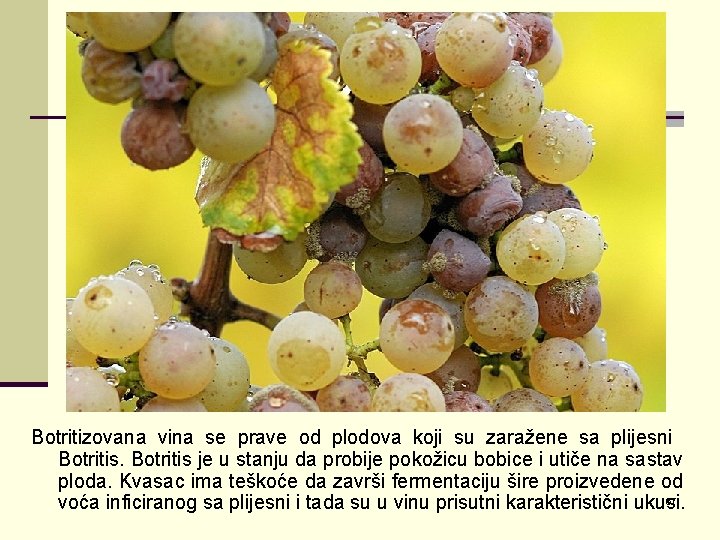 Botritizovana vina se prave od plodova koji su zaražene sa plijesni Botritis je u