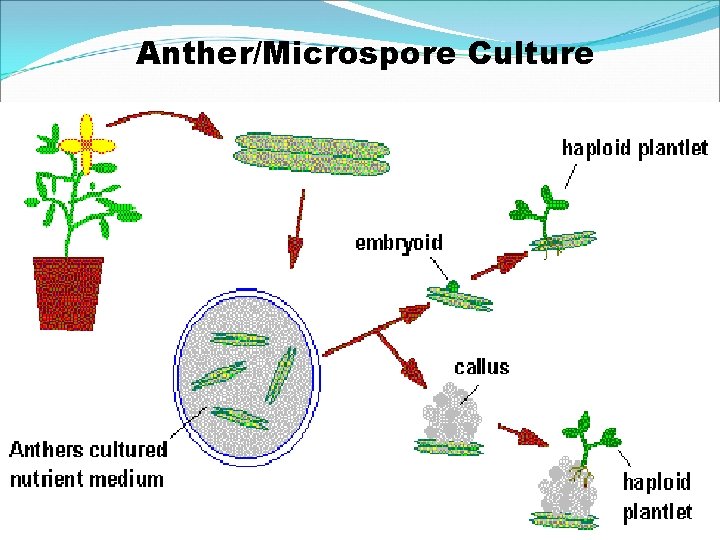 Anther/Microspore Culture 