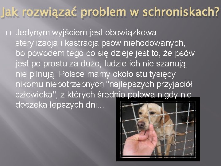 Jak rozwiązać problem w schroniskach? � Jedynym wyjściem jest obowiązkowa sterylizacja i kastracja psów