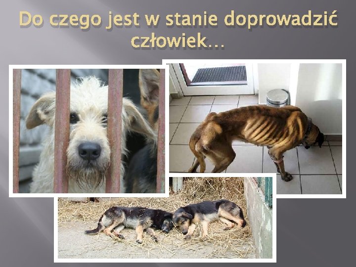 Do czego jest w stanie doprowadzić człowiek… 