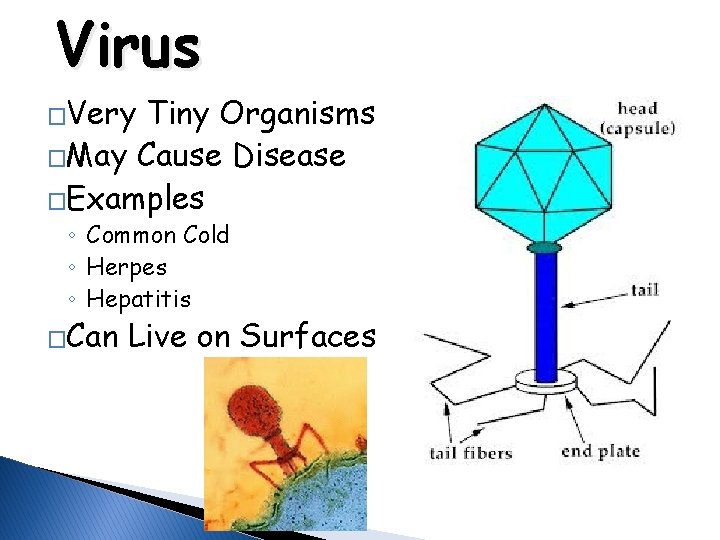 Virus �Very Tiny Organisms �May Cause Disease �Examples ◦ Common Cold ◦ Herpes ◦