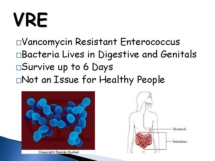 VRE �Vancomycin Resistant Enterococcus �Bacteria Lives in Digestive and Genitals �Survive up to 6