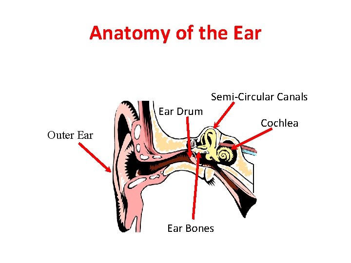 Anatomy of the Ear Semi-Circular Canals Ear Drum Outer Ear Bones Cochlea 