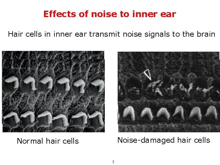 Effects of noise to inner ear Hair cells in inner ear transmit noise signals