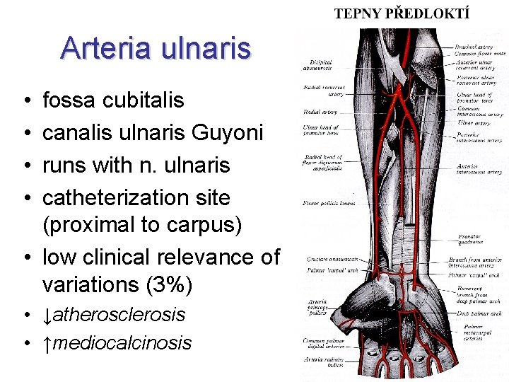 Arteria ulnaris • • fossa cubitalis canalis ulnaris Guyoni runs with n. ulnaris catheterization