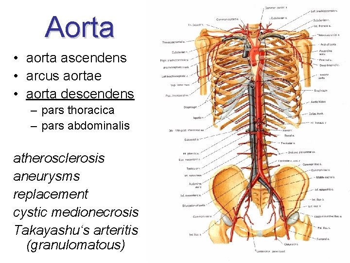 Aorta • aorta ascendens • arcus aortae • aorta descendens – pars thoracica –