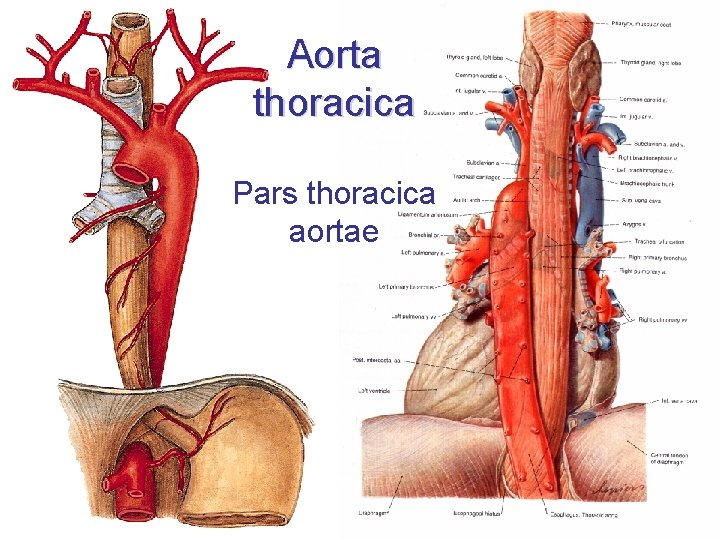 Aorta thoracica Pars thoracica aortae 