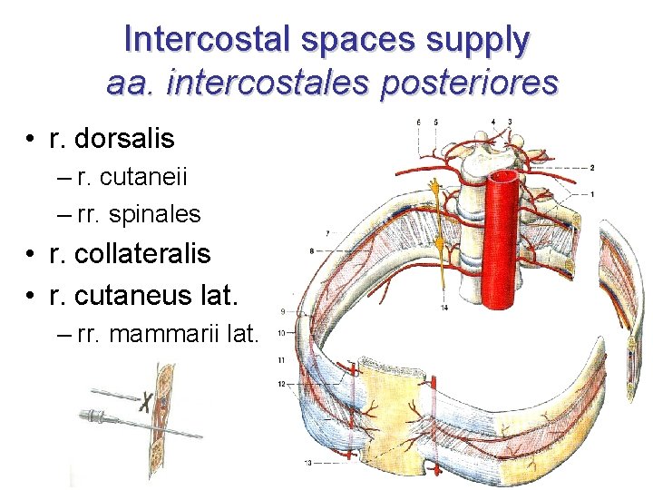 Intercostal spaces supply aa. intercostales posteriores • r. dorsalis – r. cutaneii – rr.