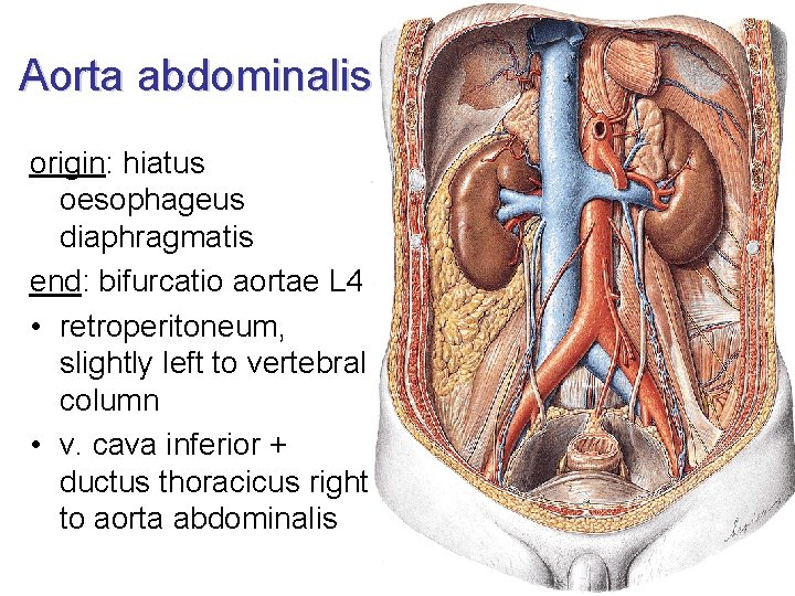 Aorta abdominalis origin: hiatus oesophageus diaphragmatis end: bifurcatio aortae L 4 • retroperitoneum, slightly