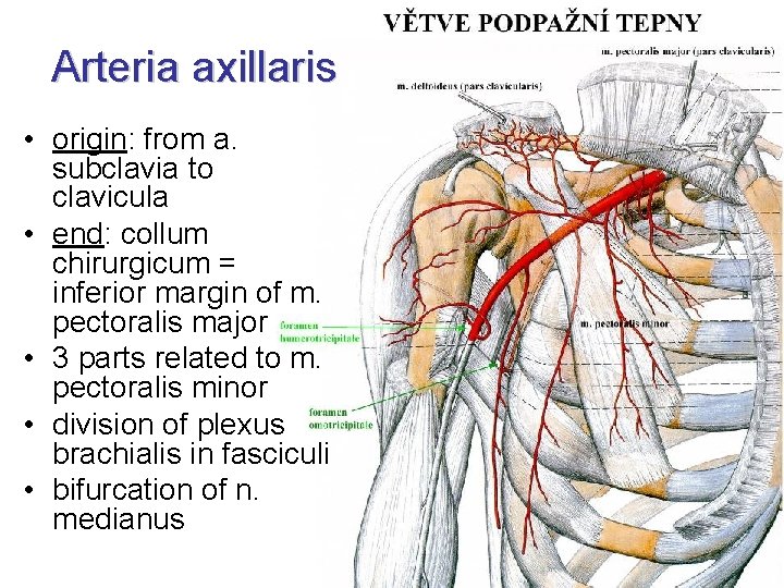 Arteria axillaris • origin: from a. subclavia to clavicula • end: collum chirurgicum =