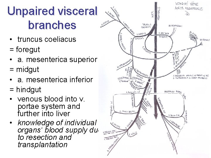 Unpaired visceral branches • truncus coeliacus = foregut • a. mesenterica superior = midgut