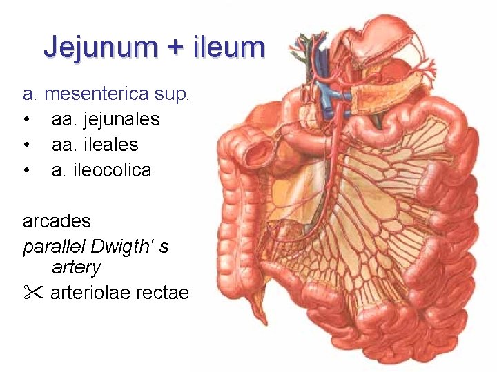 Jejunum + ileum a. mesenterica sup. • aa. jejunales • aa. ileales • a.