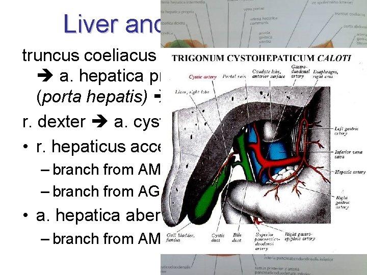 Liver and gallbladder truncus coeliacus a. hepatica communis a. hepatica propria r. dx. +sin.