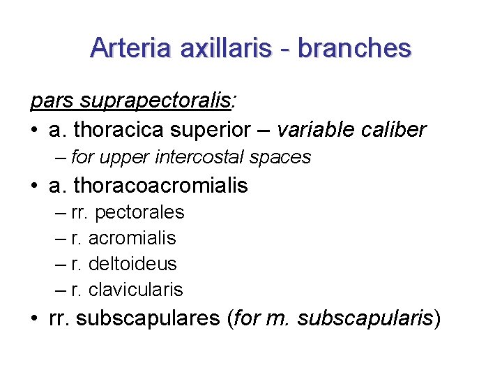 Arteria axillaris - branches pars suprapectoralis: • a. thoracica superior – variable caliber –