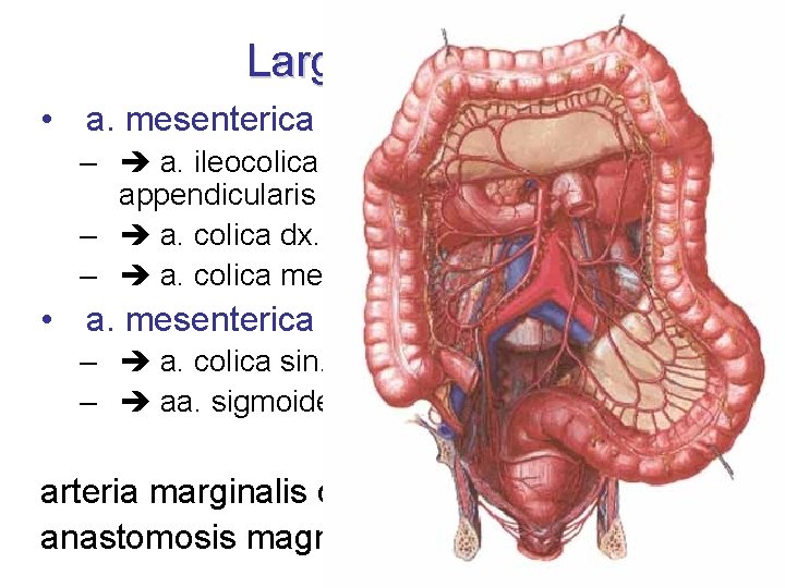 Large intestine • a. mesenterica sup. – a. ileocolica a. caecalis ant. + post.