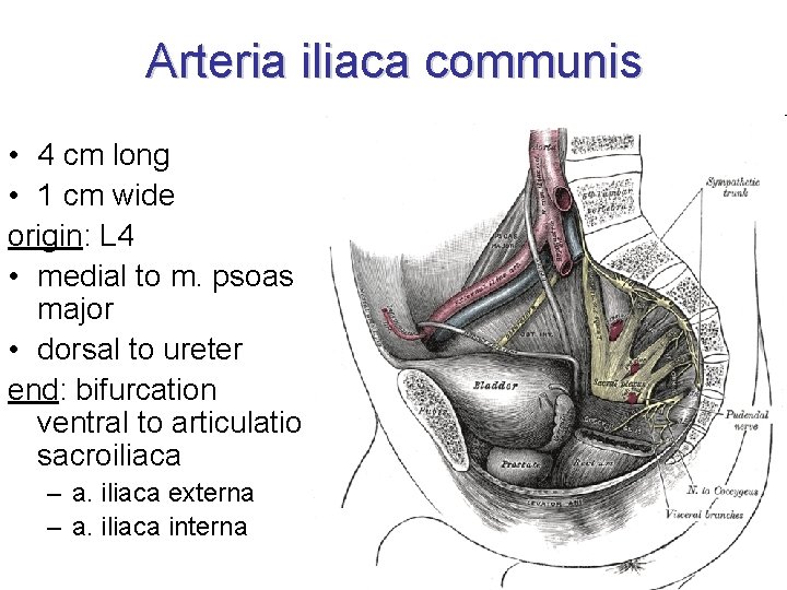 Arteria iliaca communis • 4 cm long • 1 cm wide origin: L 4