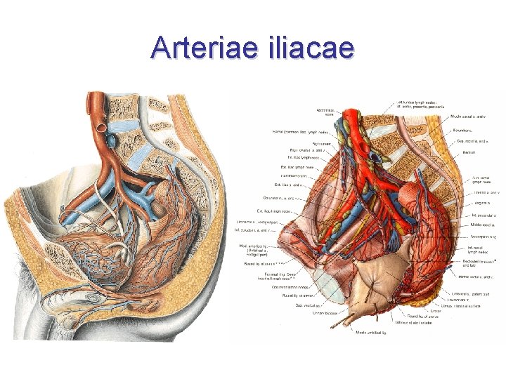 Arteriae iliacae 
