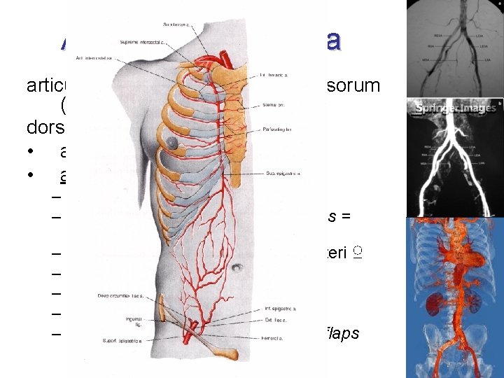 Arteria iliaca externa articulatio sacroiliaca lacuna vasorum ( a. femoralis) dorsal to ureter •