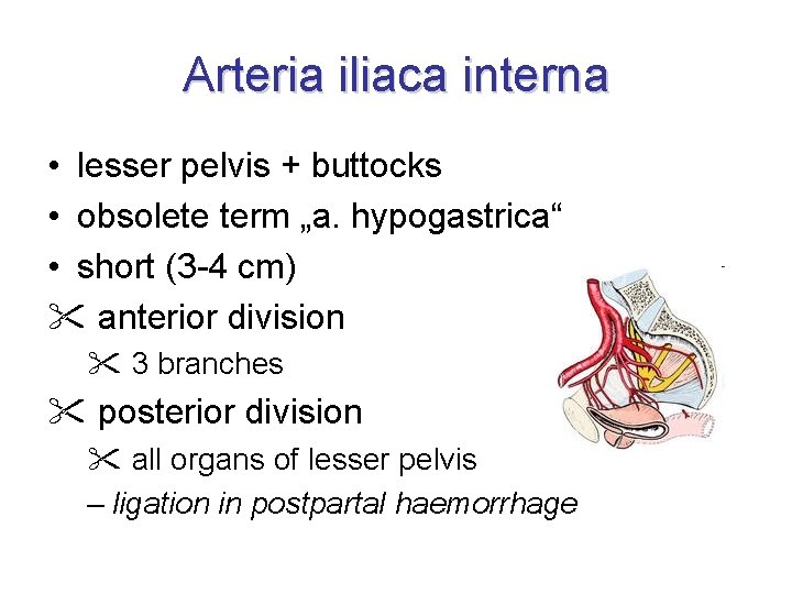 Arteria iliaca interna • lesser pelvis + buttocks • obsolete term „a. hypogastrica“ •