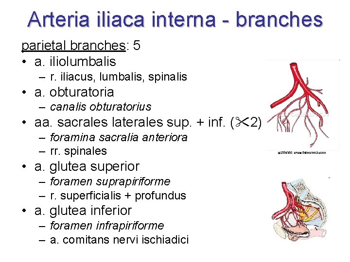 Arteria iliaca interna - branches parietal branches: 5 • a. iliolumbalis – r. iliacus,