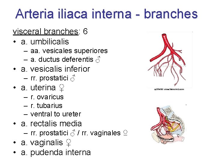 Arteria iliaca interna - branches visceral branches: 6 • a. umbilicalis – aa. vesicales