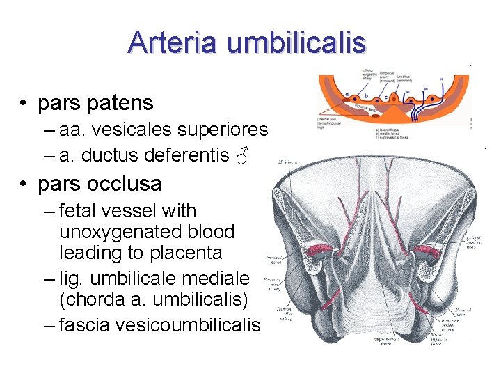 Arteria umbilicalis • pars patens – aa. vesicales superiores – a. ductus deferentis ♂