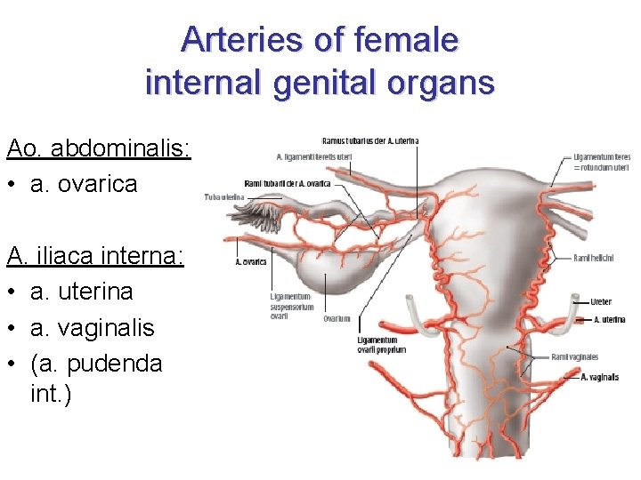 Arteries of female internal genital organs Ao. abdominalis: • a. ovarica A. iliaca interna: