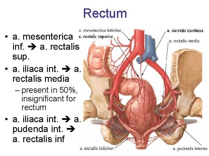 Rectum • a. mesenterica inf. a. rectalis sup. • a. iliaca int. a. rectalis