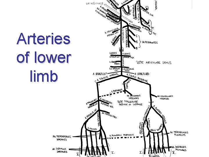 Arteries of lower limb 
