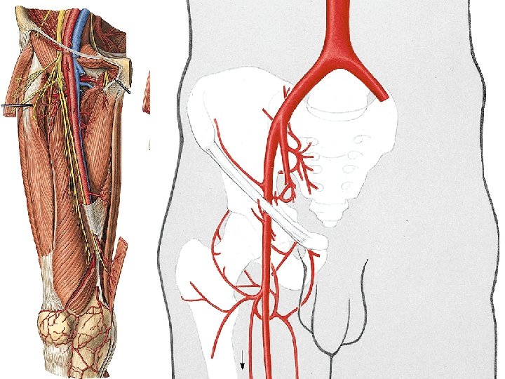 Arteria femoralis 