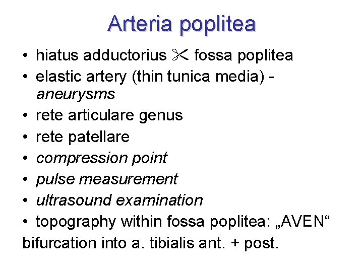 Arteria poplitea • hiatus adductorius fossa poplitea • elastic artery (thin tunica media) aneurysms