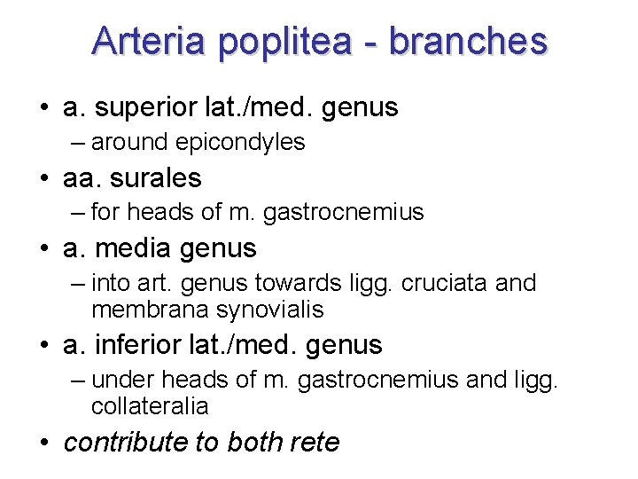 Arteria poplitea - branches • a. superior lat. /med. genus – around epicondyles •