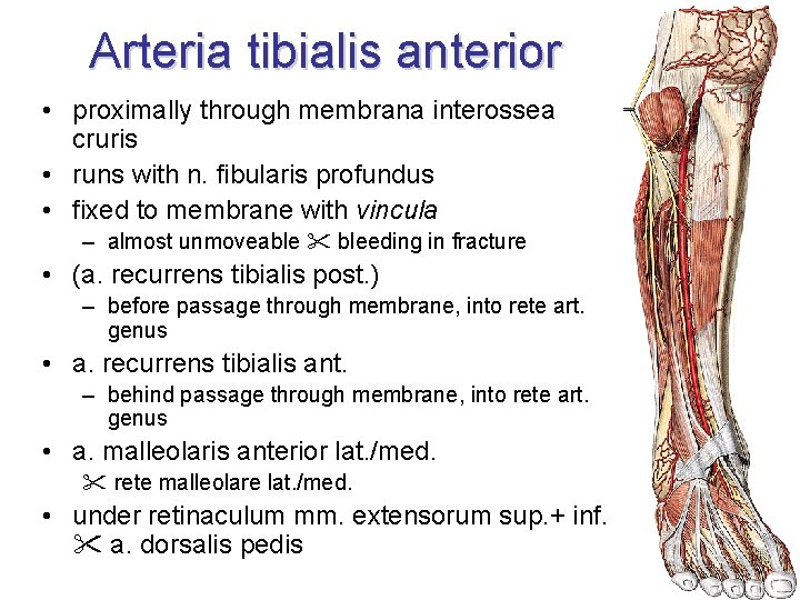 Arteria tibialis anterior • proximally through membrana interossea cruris • runs with n. fibularis