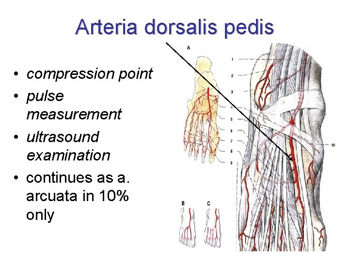 Arteria dorsalis pedis • compression point • pulse measurement • ultrasound examination • continues