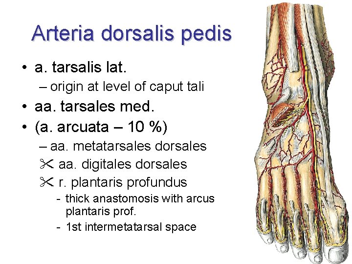 Arteria dorsalis pedis • a. tarsalis lat. – origin at level of caput tali