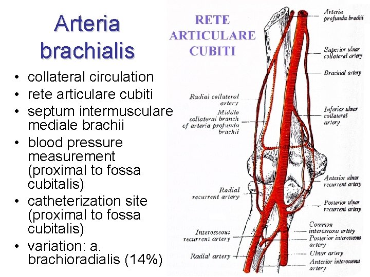 Arteria brachialis • collateral circulation • rete articulare cubiti • septum intermusculare mediale brachii