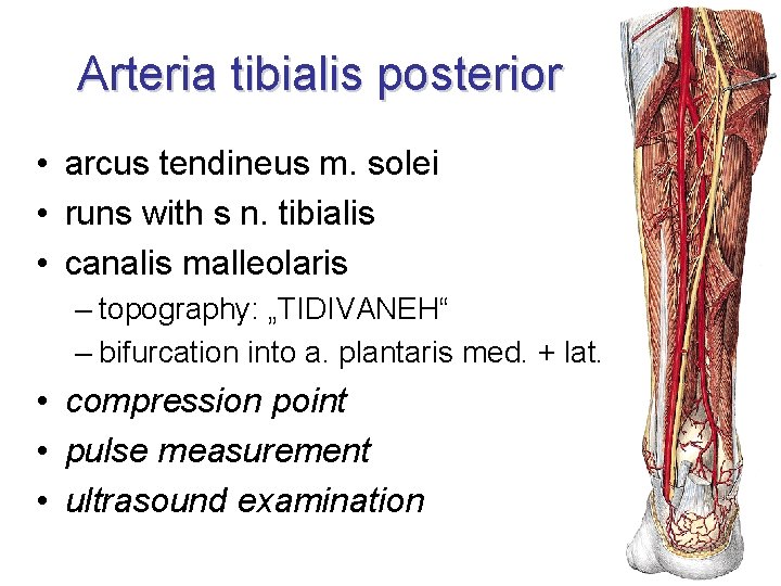 Arteria tibialis posterior • arcus tendineus m. solei • runs with s n. tibialis