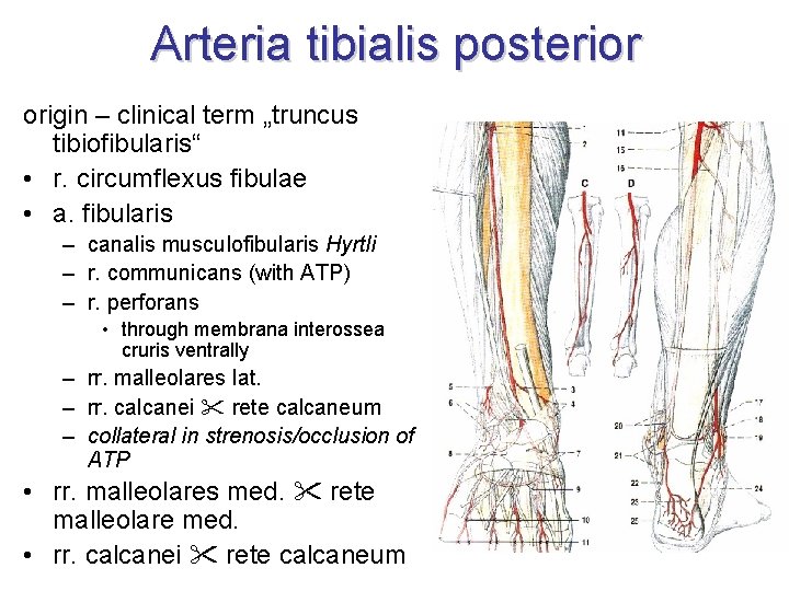 Arteria tibialis posterior origin – clinical term „truncus tibiofibularis“ • r. circumflexus fibulae •