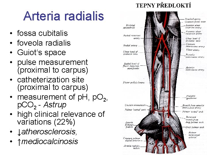 Arteria radialis • • • fossa cubitalis foveola radialis Guiot‘s space pulse measurement (proximal