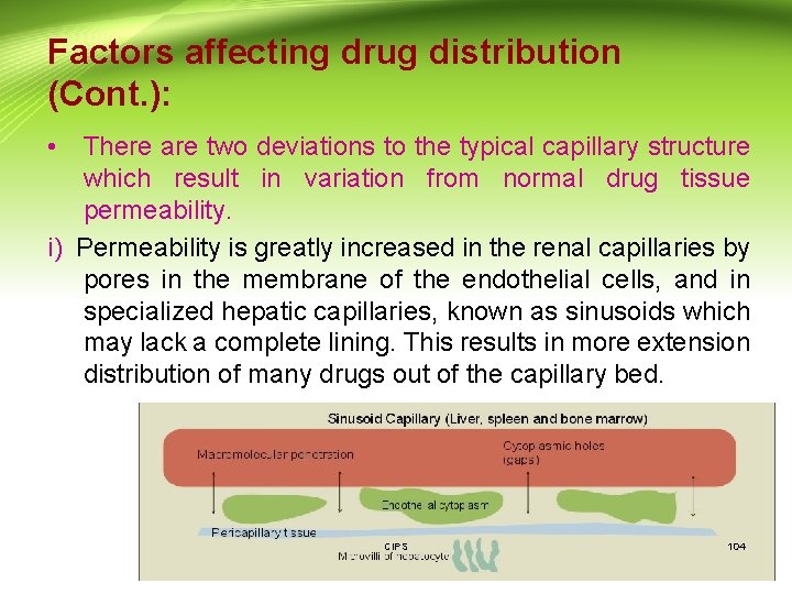 Factors affecting drug distribution (Cont. ): • There are two deviations to the typical