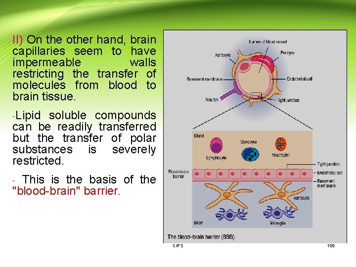 II) On the other hand, brain capillaries seem to have impermeable walls restricting the