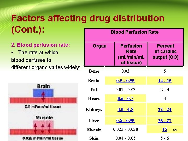 Factors affecting drug distribution (Cont. ): Blood Perfusion Rate 2. Blood perfusion rate: •