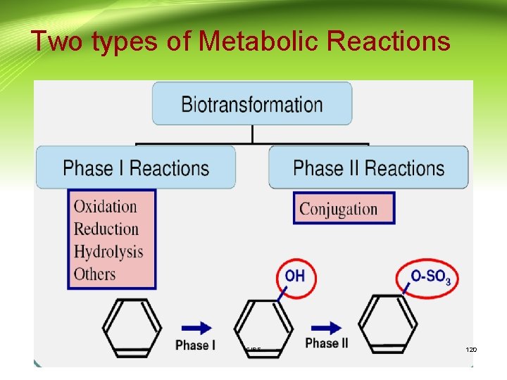 Two types of Metabolic Reactions CIPS 120 